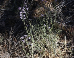 Delphinium parishii