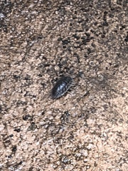 Oniscus asellus