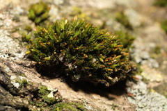 Orthotrichum stramineum