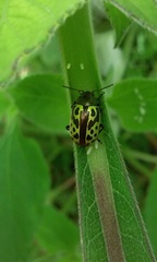Zygogramma signatipennis