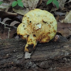 Buglossoporus quercinus