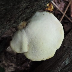 Buglossoporus quercinus