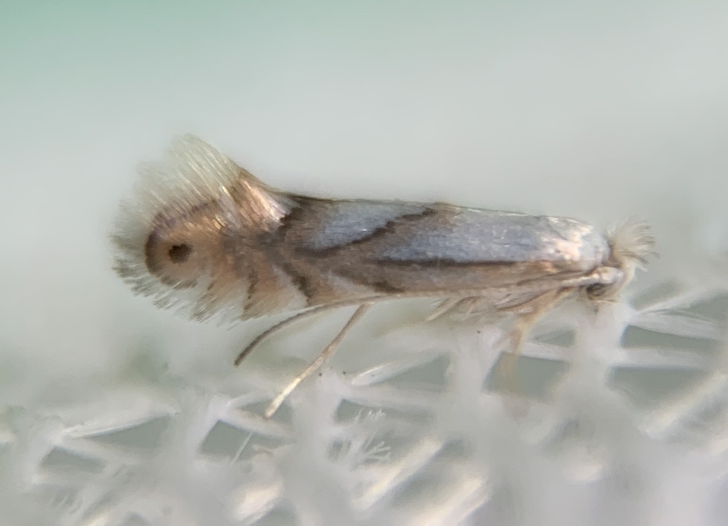 Phyllonorycter obscuricostella