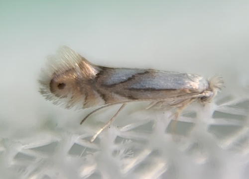 Phyllonorycter obscuricostella