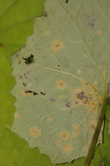 Puccinia poarum
