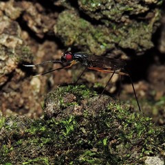 Rainieria antennaepes