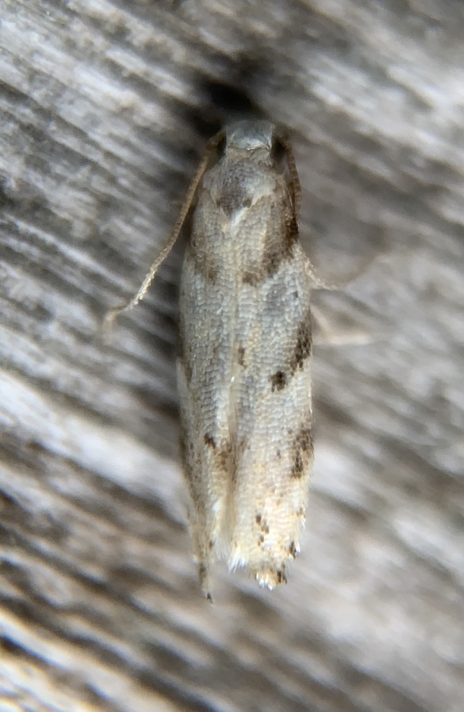 Coleotechnites occidentis