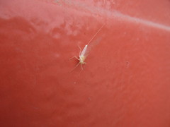 Maccaffertium terminatum terminatum