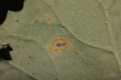 Puccinia poarum