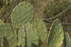 Opuntia discata