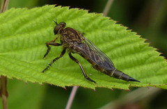 Machimus snowii