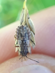 Nithecus jacobaeae