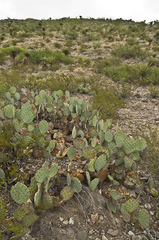 Opuntia discata