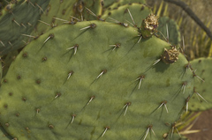 Opuntia discata
