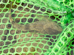 Cottus cognatus