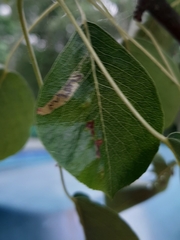 Stigmella minusculella