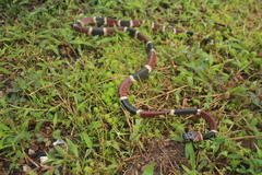 Rhinobothryum bovallii