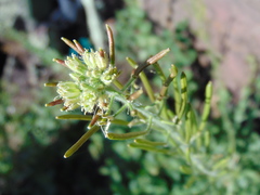 Exhalimolobos palmeri