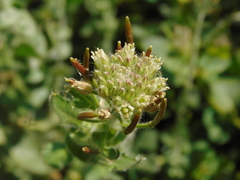 Exhalimolobos palmeri