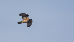 Parabuteo unicinctus unicinctus