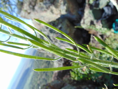 Exhalimolobos palmeri