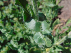 Exhalimolobos palmeri