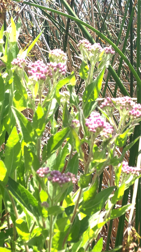 iNaturalist observation photo of marsh fleabane