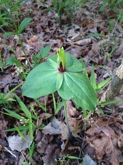 Trillium viridescens