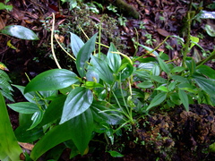Peperomia epidendron