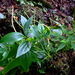 Peperomia epidendron - Photo (c) Anibal Prina, some rights reserved (CC BY-NC), uploaded by Anibal Prina