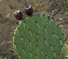 Opuntia discata