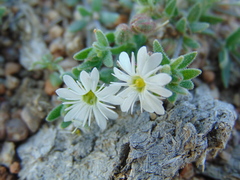 Drymaria arenarioides