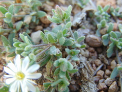 Drymaria arenarioides