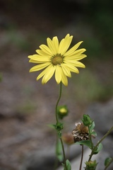 Silphium integrifolium