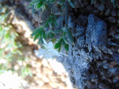 Drymaria arenarioides
