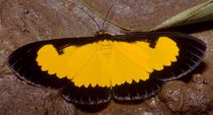 Xanthyris flaveolata