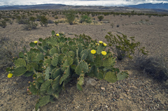 Opuntia discata