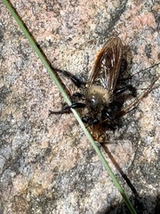 Laphria janus