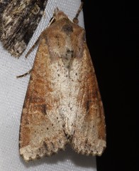 Apamea alia
