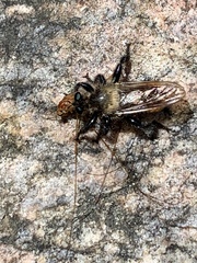 Laphria janus