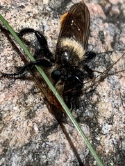 Laphria janus