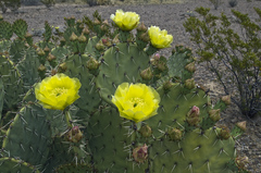 Opuntia discata