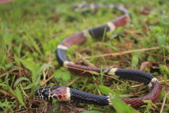 Rhinobothryum bovallii