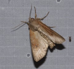Apamea alia