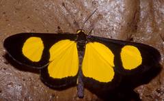 Cyllopoda jatropharia