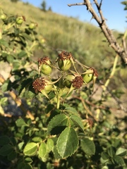 Rosa rubiginosa