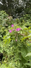 Epilobium hirsutum