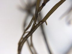 Gracilaria chilensis