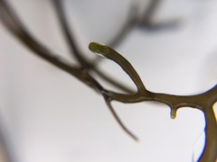 Gracilaria chilensis
