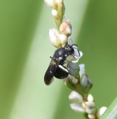 Hylaeus schwarzii